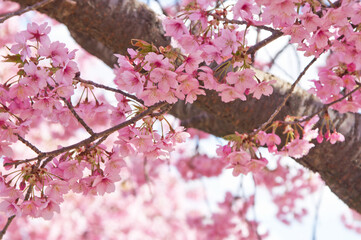 河津桜(アップ6） 2025