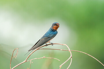 Barn Swallow, Hirundo rustica, House Swift, Apus nipalensis