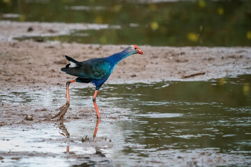 Purple Swamphen, Grey-headed Swamphen