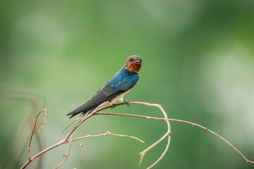 Barn Swallow, Hirundo rustica, House Swift, Apus nipalensis