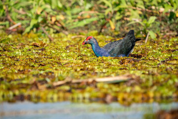 Purple Swamphen, Grey-headed Swamphen