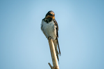 Barn Swallow, Hirundo rustica, House Swift, Apus nipalensis