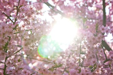 河津桜(逆光6）2025