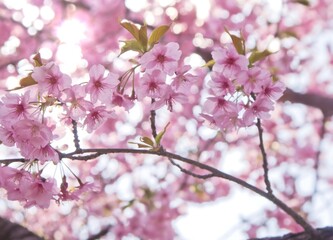 河津桜(逆光7）2025