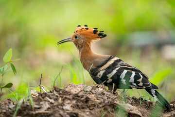 Eurasian Hoopoe, Upupa epops