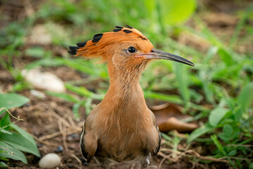 Eurasian Hoopoe, Upupa epops