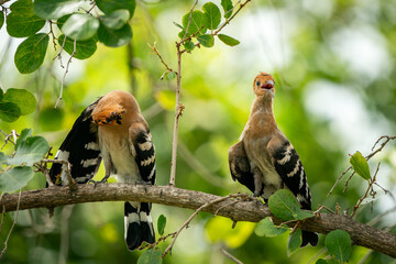 Eurasian Hoopoe, Upupa epops