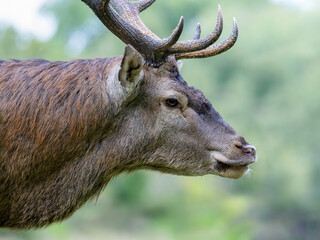 Portrait of a male Red deer walking in a plain when it comes out of the forest. Cervus elaphus, Sologne, Loiret 45, région Centre, France, European Union, Europe