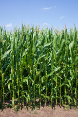 Maisfeld (Zea mays subsp. mays) , Niedersachsen, Deutschland
