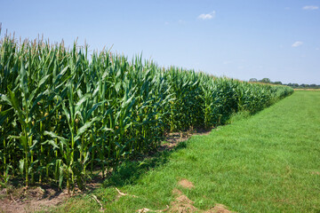 Maisfeld (Zea mays subsp. mays) , Niedersachsen, Deutschland