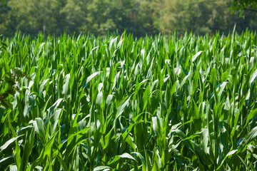 Maisfeld (Zea mays subsp. mays) , Niedersachsen, Deutschland