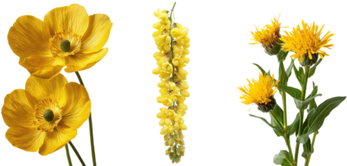Blooming fresh yellow field flowers are shown isolated on a white background, including a clipping path