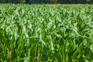 Maisfeld (Zea mays subsp. mays) , Niedersachsen, Deutschland © detailfoto