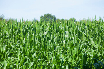 Maisfeld (Zea mays subsp. mays) , Niedersachsen, Deutschland