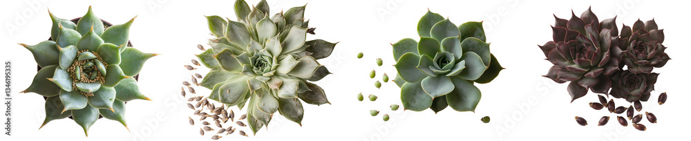 Poster from a top view, chia seeds are isolated and shown in macro on a white background