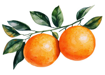 Watercolor painting of two oranges on a branch with leaves against a transparent background. Fresh and vibrant fruit illustration.