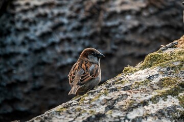 pretty sparrow brown bird cute small