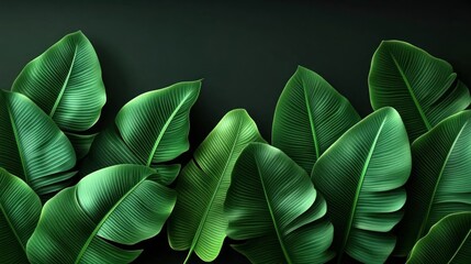 Fototapeta premium Lush Green Tropical Banana Leaves Dark Background