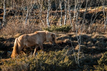 icelandic horse pony on the coast pretty wandering nature natural 