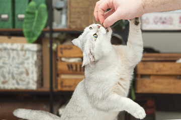British silver cat stands on its hind legs and begs for treats.