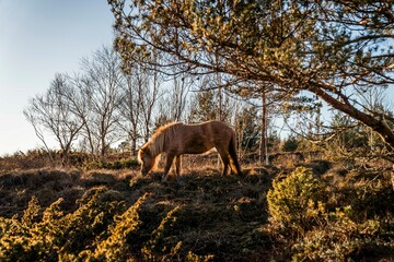icelandic horse pony on the coast pretty wandering nature natural 