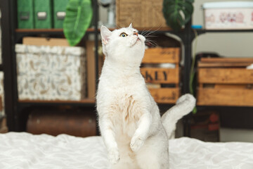 British silver cat stands on its hind legs and begs for treats.