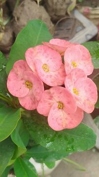 Kata Mukut flower 