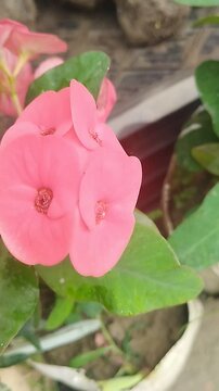 Kata mukut flower 