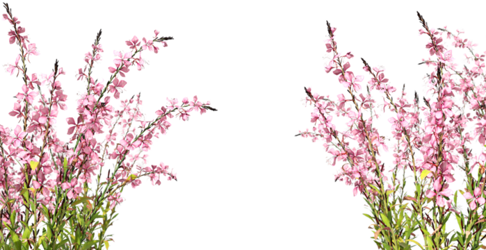 Pink flowery ornamental blooms layout on transparent backgrounds 3d render png