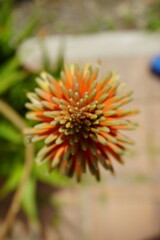 A close-up of a blooming orange aloe flower with spiky petals, set against a blurred green and brown foliage background.