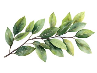 Naklejka premium A vibrant watercolor painting of a lush green bay leaf branch with detailed leaves isolated on a white background.
