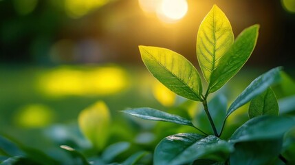 Obraz premium Sunlight illuminates vibrant green leaves nature