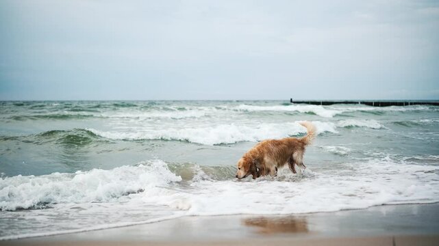 Happy, Adorable Golden Retriever Plays On A Sandy Beach And In The Sea Waves