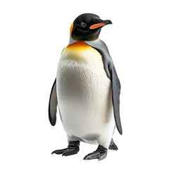 Fototapeta premium Full-body portrait of a penguin standing, on transparent background, png