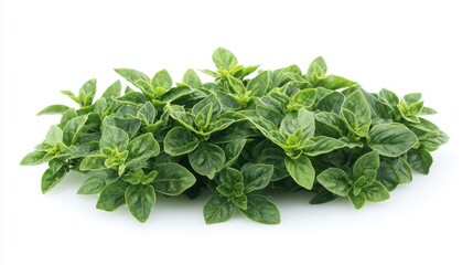 Basil isolated on white background. Fresh organic basil leaves isolated on white background. Spices. Vegan.
