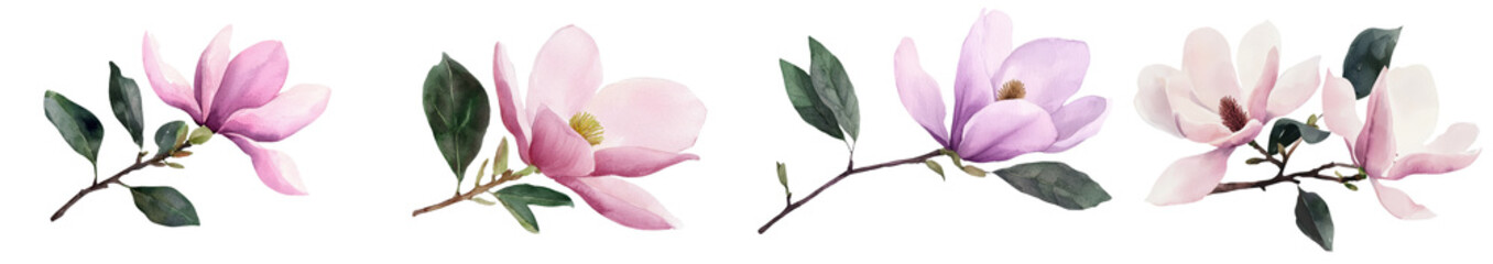 Fototapeta premium On a transparent isolated background, a flowering magnolia branch is illustrated in watercolor, a hand drawing that serves as a botanical painting of beautiful tropical flora