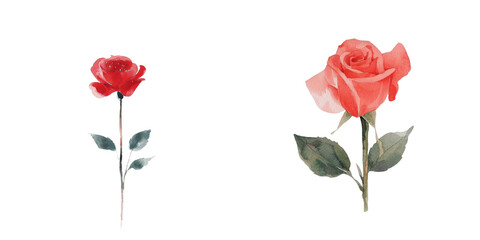 Obraz premium The image features a red rose set against a white background, created in a watercolor style reminiscent of botanical art, perfect for Valentine's Day
