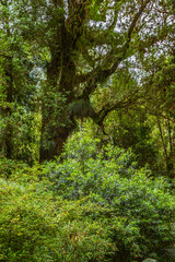Evergreen beech forest near foot of Andes mountains, Patagonia, Argentina, South America, chile