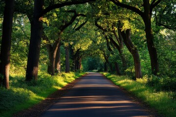 A peaceful countryside road at sunset, with golden light casting long shadows on the pavement