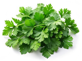 Fototapeta premium bunch of parsley isolated on white