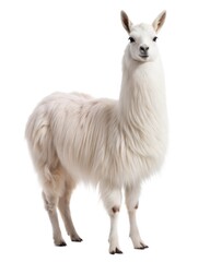 Obraz premium A majestic white llama stands gracefully, showcasing its fluffy coat against a clean backdrop.