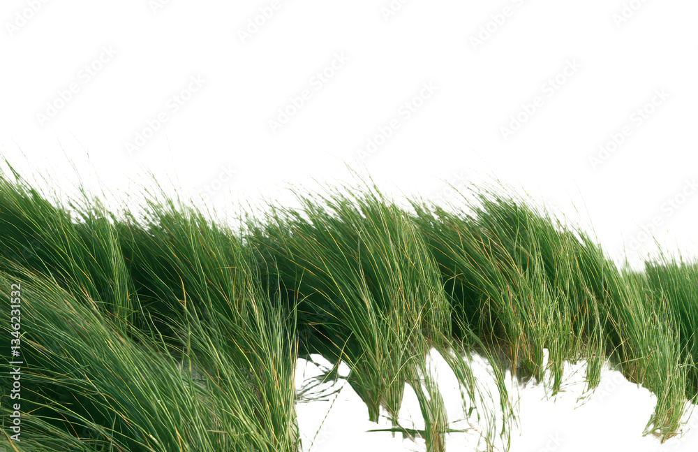 Poster on a white background, dry grass with seeds is isolated, complete with clipping path