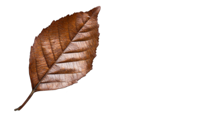 Vibrant green and white plaid background with a single leaf, study in texture contrast