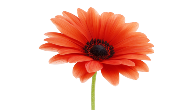 Vibrant flower blossom on a classic checkered background, stunning floral display