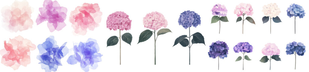 The set of Hydrangea flowers is illustrated in watercolor on a white background, creating a beautiful botanical artwork