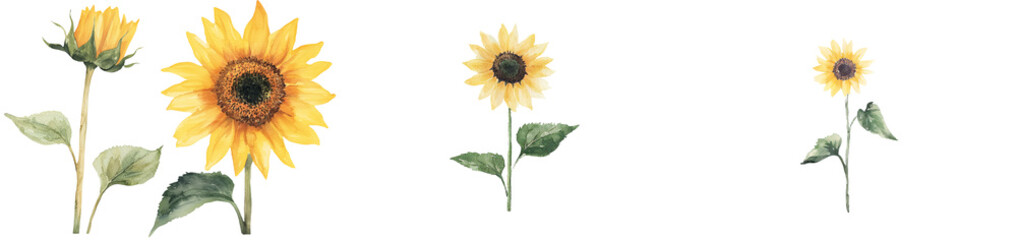 Obraz premium Sunflower watercolor botanical illustrations, drawn by hand, are great for adding a personal touch to wedding invitations and postcards