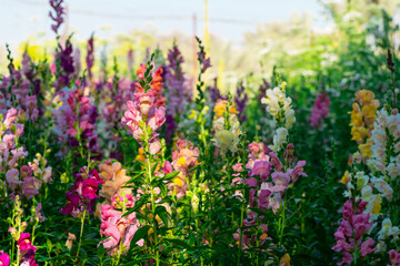 Beautiful spring garden. The green lawn emphasizes the blooming flowers in the garden. A diverse spectrum of colorful flowers, panoramic views of natural beauty