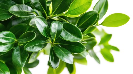 Obraz premium Lush green leaves of a boxwood plant against a white background