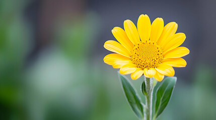 Single Yellow Flower With Textured Petals and Green Stem Against Soft Green Background
