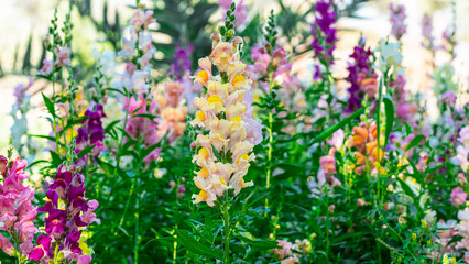 Fototapeta premium Beautiful spring garden. The green lawn emphasizes the blooming flowers in the garden. A diverse spectrum of colorful flowers, panoramic views of natural beauty